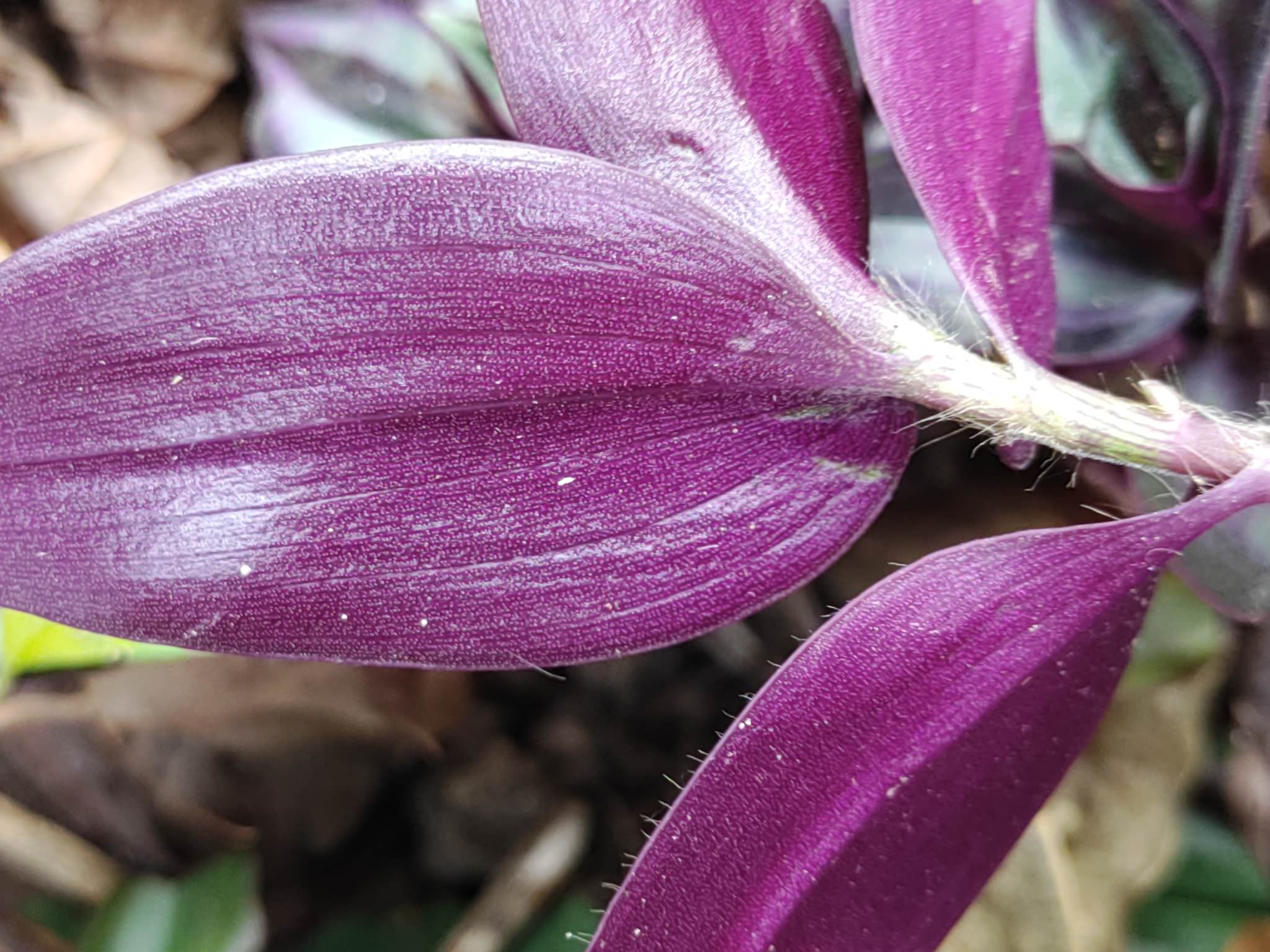Tradescantia zebrina